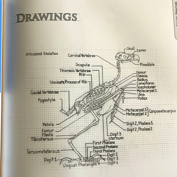 The Illustrated Bald Eagle by Denny Rogers Softcover Book EXC - Picture 5 of 16